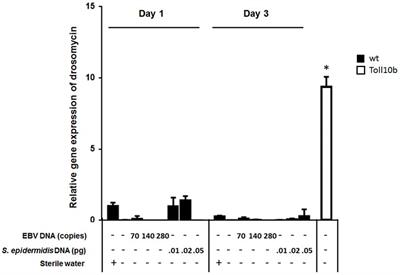 Epstein-Barr Virus DNA Enhances Diptericin Expression and Increases Hemocyte Numbers in Drosophila melanogaster via the Immune Deficiency Pathway